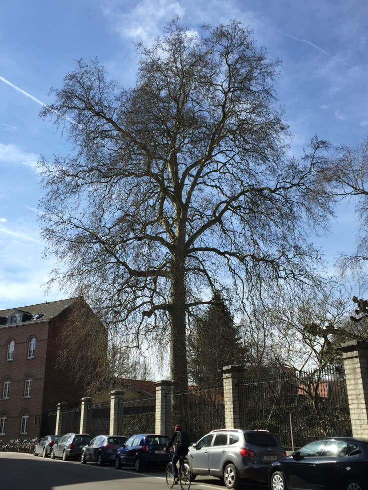 Plataan. Te Voet in de Stad. Foto Hendrik Elie Vanden Abeele
