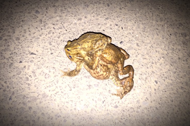 Padden. Te Voet in de Stad. Foto Hendrik Elie Vanden Abeele