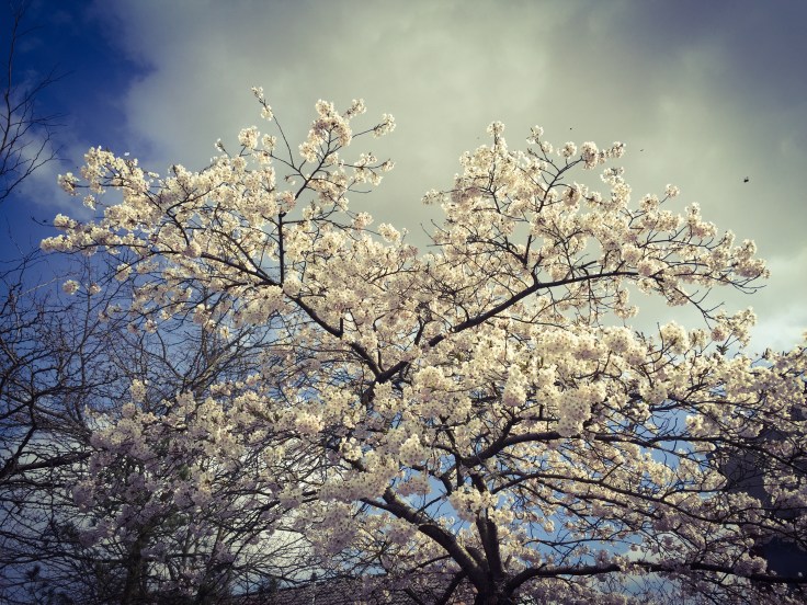 Kerselaarbloesem. Te Voet in de Stad. Foto Hendrik Elie Vanden Abeele