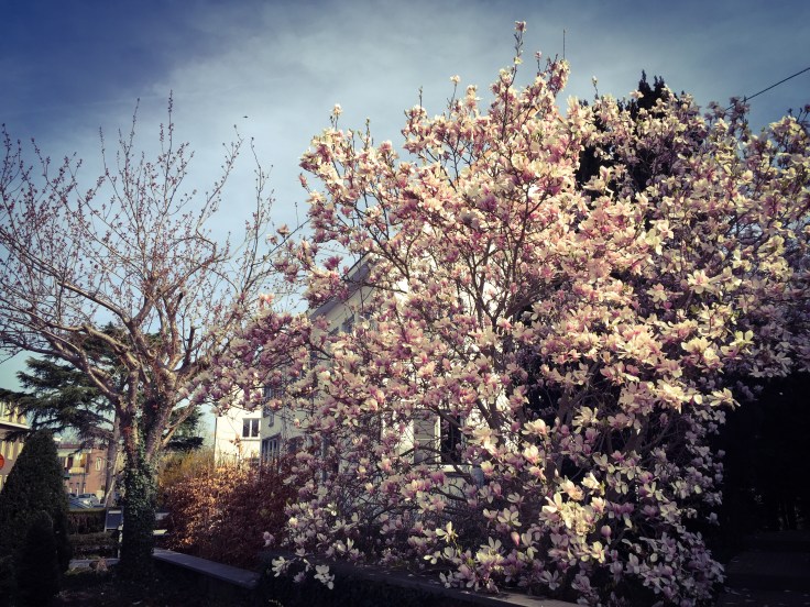 Magnolia. Te Voet in de Stad. Foto Hendrik Elie Vanden Abeele