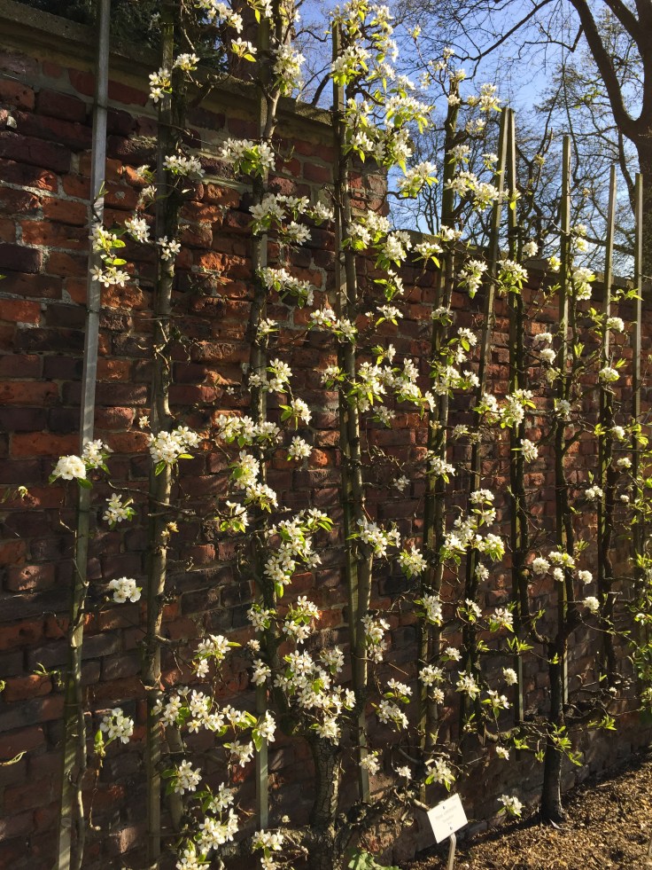 Perenbloesem. Te Voet in de Stad. Foto Hendrik Elie Vanden Abeele