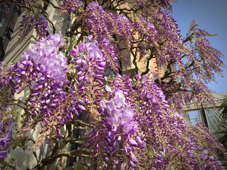 Blauweregen. Te Voet in de Stad. Foto Hendrik Elie Vanden Abeele