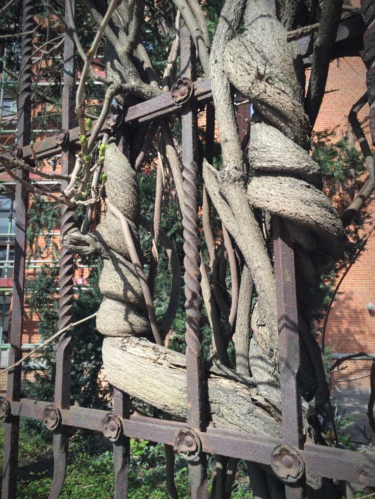 Verstrengeld. Foto Hendrik Elie Vanden Abeele