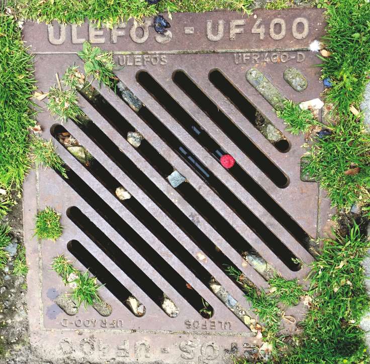 Framboos. Foto Hendrik Elie Vanden Abeele